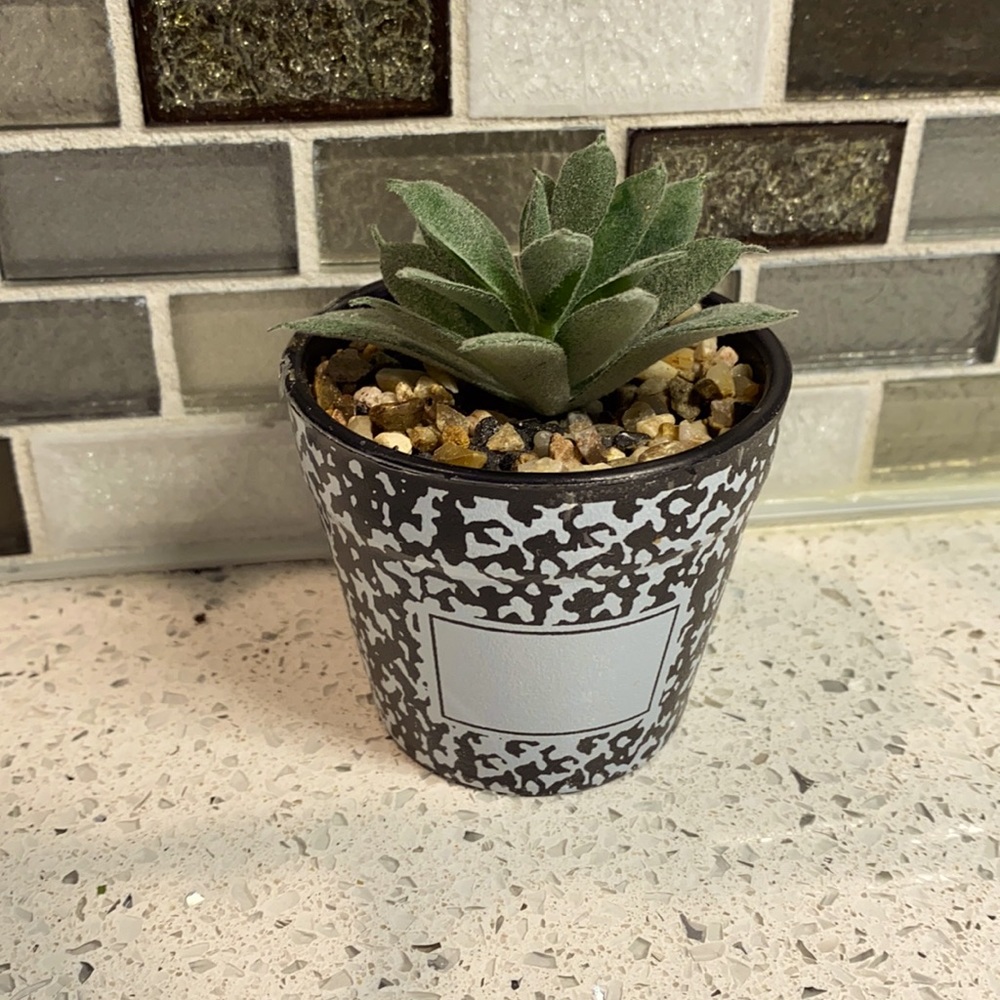 Potted plant